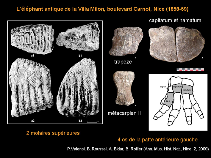 Elephants-Unia_14-11-13